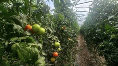 Programul „Tomata” continuă şi în 2026