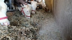(AUDIO) 15 cazuri de leucoză la bovine, confirmate în județul Botoșani