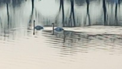 (AUDIO) Autorităţile au instituit o zonă de restricţii sanitar-veterinare în municipiul Piatra-Neamţ, după confirmarea unui caz de gripă aviară