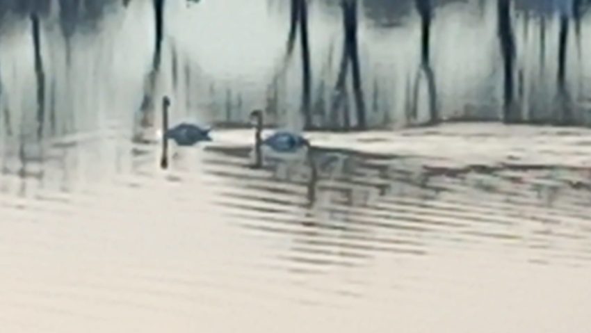 (AUDIO) Autorităţile au instituit o zonă de restricţii sanitar-veterinare în municipiul Piatra-Neamţ, după confirmarea unui caz de gripă aviară