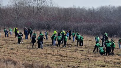(AUDIO) Iași: Romsilva accelerează campania de reîmpădurire, adaptându-se noilor realități climatice