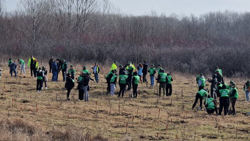 (AUDIO) Iași: Romsilva accelerează campania de reîmpădurire, adaptându-se noilor realități climatice