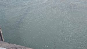 Alertă de mediu în Neamț: autoritățile verifică apariția peștilor morți