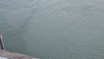 Alertă de mediu în Neamț: autoritățile verifică apariția peștilor morți