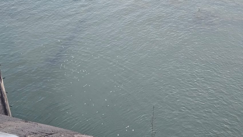 Alertă de mediu în Neamț: autoritățile verifică apariția peștilor morți