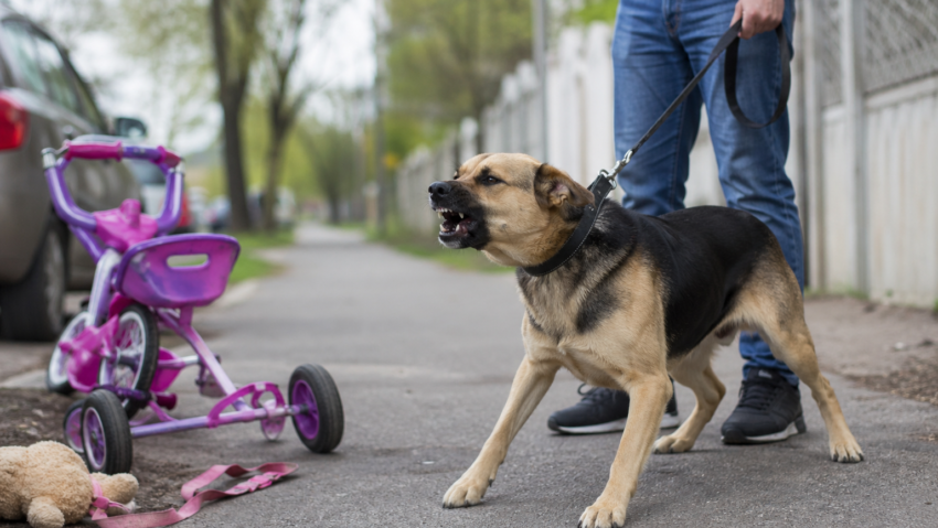 Botoşani: Fetiţă de doi ani, muşcată de un câine aflat în lesă lângă stăpânul său