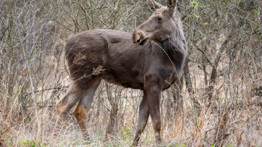 Un moment istoric pentru biodiversitatea României: Elanul revine în Parcul Natural Vânători Neamț