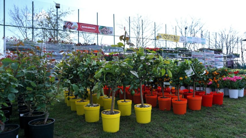 (AUDIO/FOTO) Universitatea de Științele Vieții din Iași găzduiește „GardenFest”