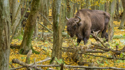 România intră în premieră pe harta mondială a sunetelor cu pădurile seculare din Vânători Neamț