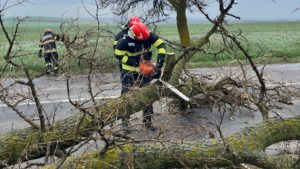 Botoşani: Un copac rupt de vânt a căzut pe DN 29, blocând temporar circulaţia