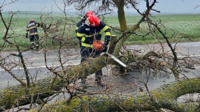 Botoşani: Un copac rupt de vânt a căzut pe DN 29, blocând temporar circulaţia
