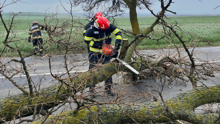 Botoşani: Un copac rupt de vânt a căzut pe DN 29, blocând temporar circulaţia