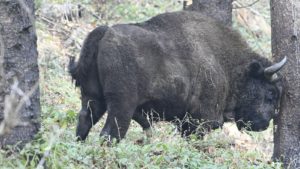 „Zimbru”, o piesă cât o țară, în premieră la Radio România Iași! Cristian Ștefănescu și Sebastian Cătănoiu în matinal cu Adina Șuhan