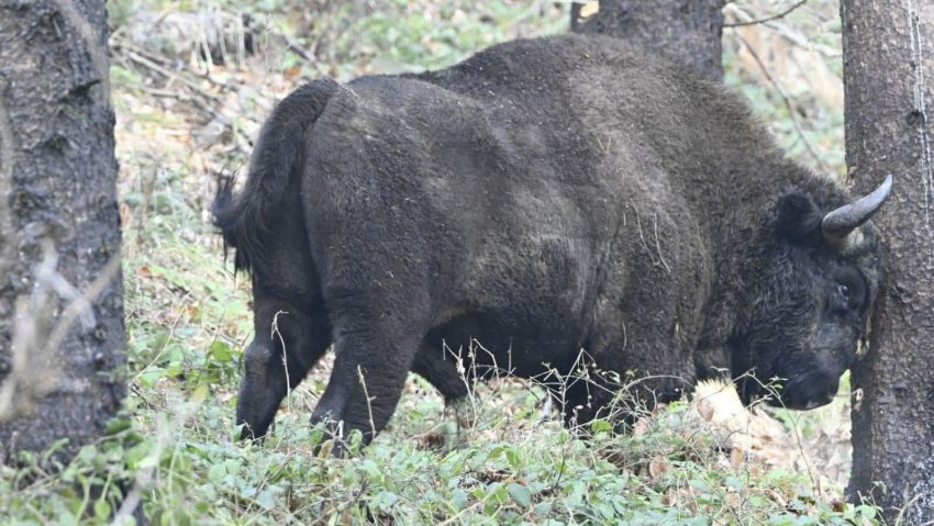 „Zimbru”, o piesă cât o țară, în premieră la Radio România Iași! Cristian Ștefănescu și Sebastian Cătănoiu în matinal cu Adina Șuhan