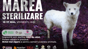 De Ziua Internațională a Medicilor Veterinari, România organizează cea mai mare campanie de sterilizare colectivă din istoria sa