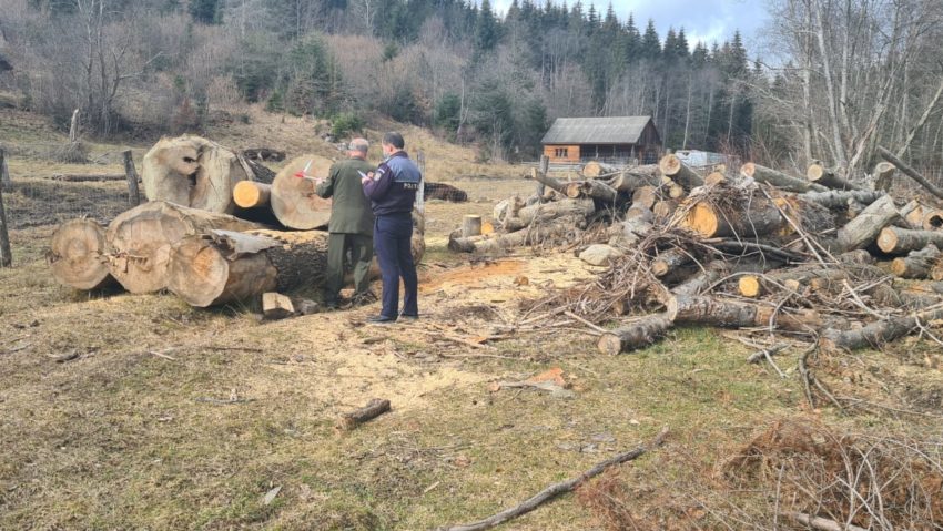 Peste 30 de percheziţii legate de tăieri ilegale de arbori, furt de lemne şi gestionarea deşeurilor şi anvelopelor uzate