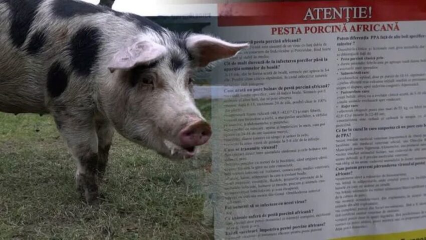 (AUDIO) Alertă de pestă porcină africană în județul Neamț