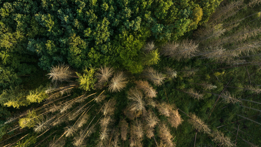 De Ziua Mediului, Parcul Natural Vânători Neamț arată cum poate funcționa echilibrul dintre protecția naturii, managementul forestier și comunitate