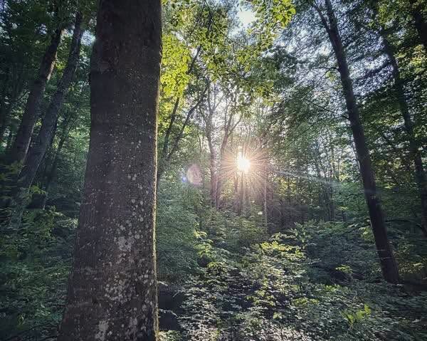 Iașul verde – acces, utilizare și potențial urban (context zile caniculă)