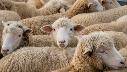 (AUDIO) Transport ilegal de ovine, cu suspiciune de pestă a micilor rumegătoare, depistat la ieșirea din Vaslui