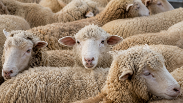 Guvernul aprobă donaţia UE a peste un milion de doze de vaccin împotriva pestei micilor rumegătoare şi a variolei ovine
