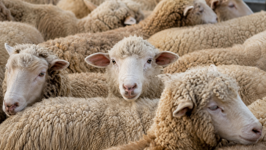 Zeci de fermieri din Botoşani vor participa la un protest al crescătorilor de ovine care va avea loc la Bucureşti