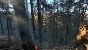(AUDIO) Suceava: Incendiu de pădure pe raza localităţii Marginea