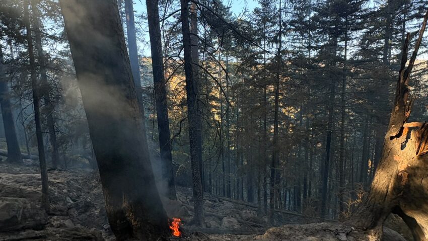 (AUDIO) Suceava: Incendiu de pădure pe raza localităţii Marginea