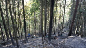 Suceava: A treia zi de intervenții pentru lichidarea focarelor ascunse, la incendiul din fondul forestier Marginea